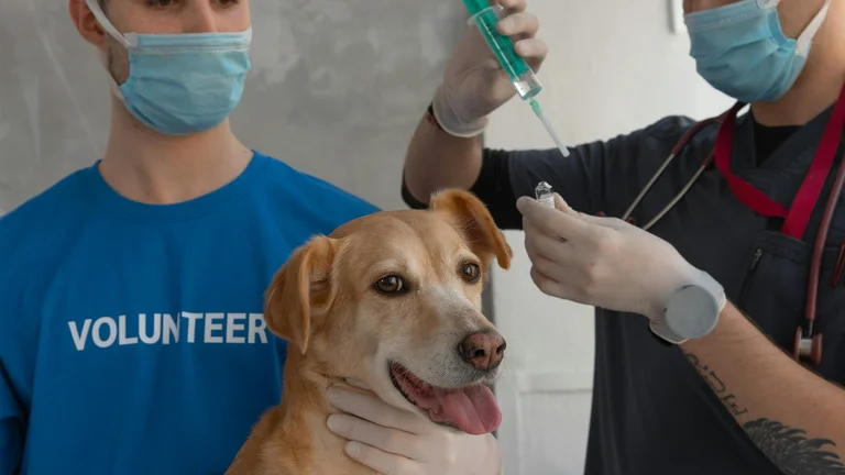 Sanidade Animal: Crucial Para Saúde e Segurança Alimentar