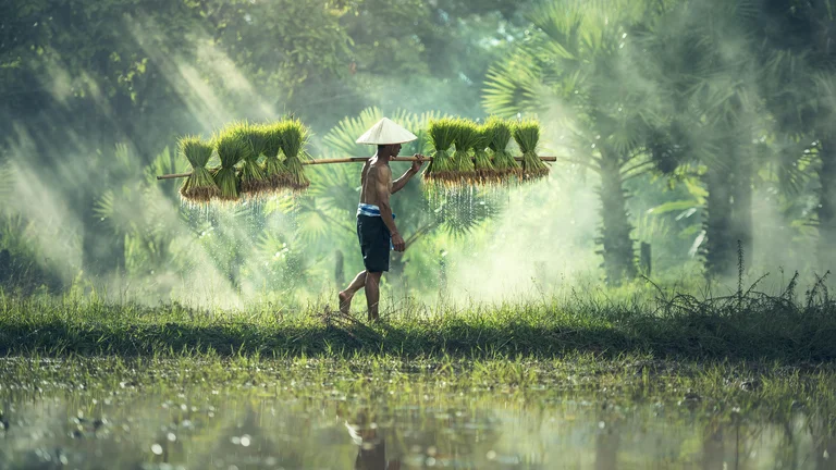 Cultivo de Arroz: Histórias e Culturas ao Redor do Mundo