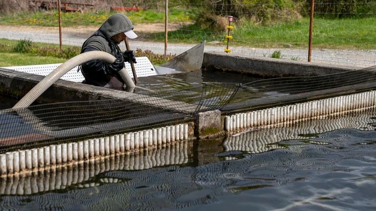 Cadeia da Aquicultura: Importância e Etapas Produtivas