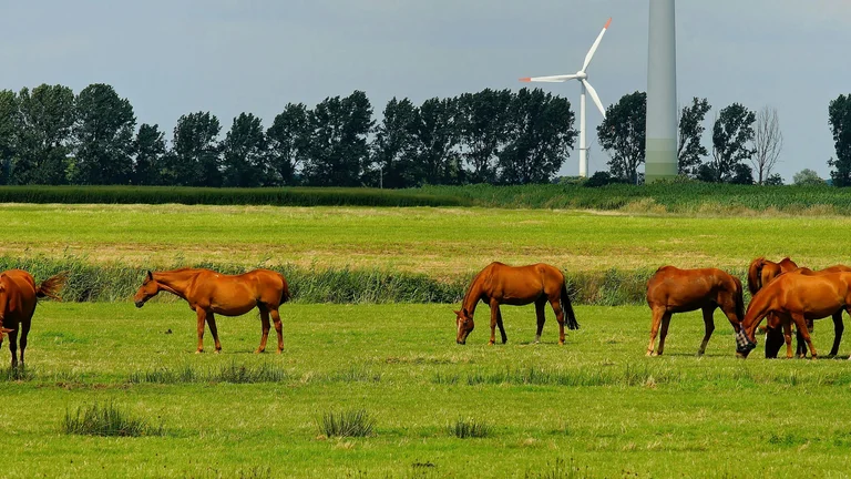 Pecuária Sustentável: Equilíbrio entre Produção e Meio Ambiente