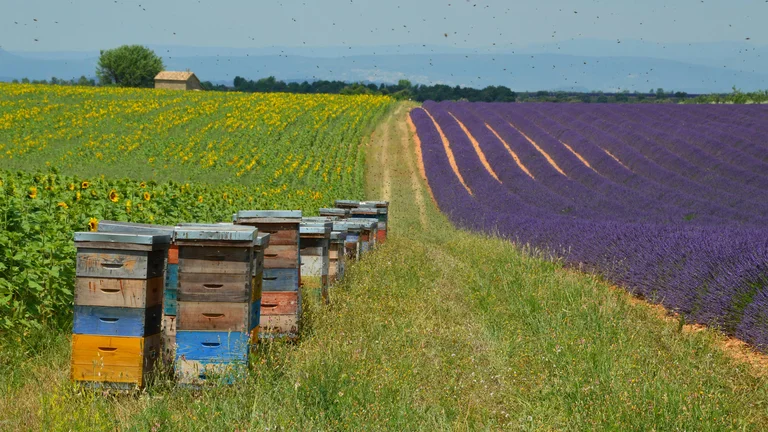 A Importância da Criação de Abelhas na Polinização Agrícola