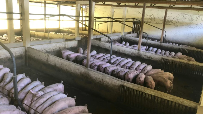 Entenda a Cadeia da Carne Suína