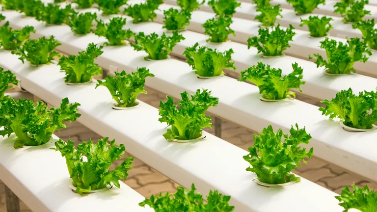 Indústria de Alimentos: Crescimento e Desafios