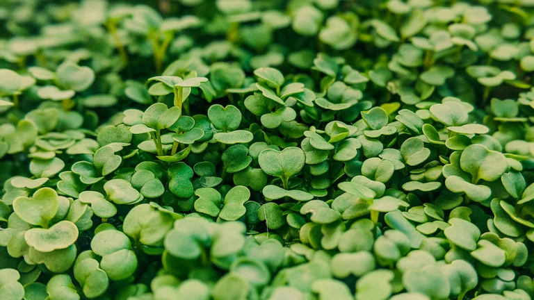 Diferença entre Microgreens e Brotos: Entenda