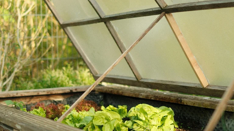 Cultivo de Hortaliças: Frescor e Qualidade em Casa