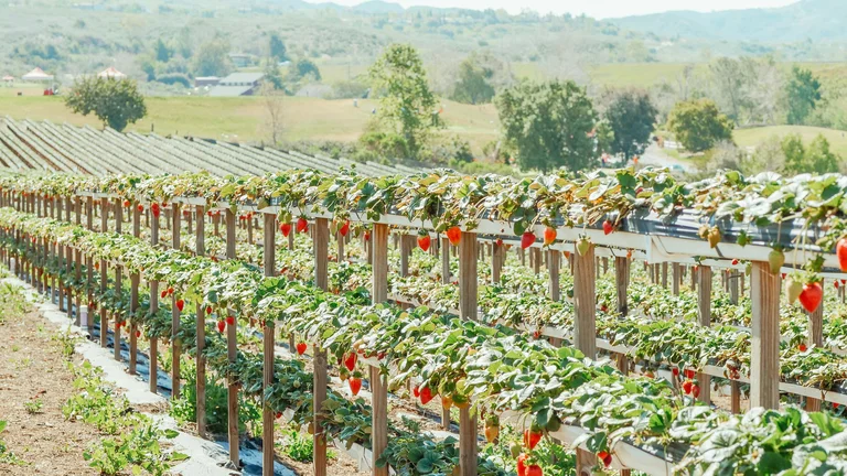Agricultura Sustentável e Regenerativa para o Futuro