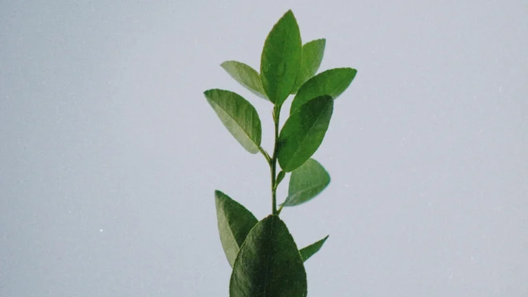 O que é Sustentabilidade? Entenda sua Relevância