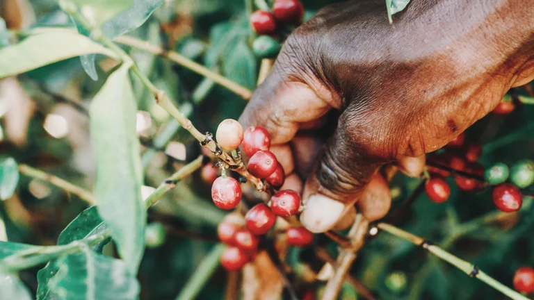 História e Cultivo de Café: Da Etiópia ao Brasil
