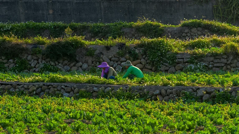 O que é Manejo? Práticas e Técnicas Sustentáveis
