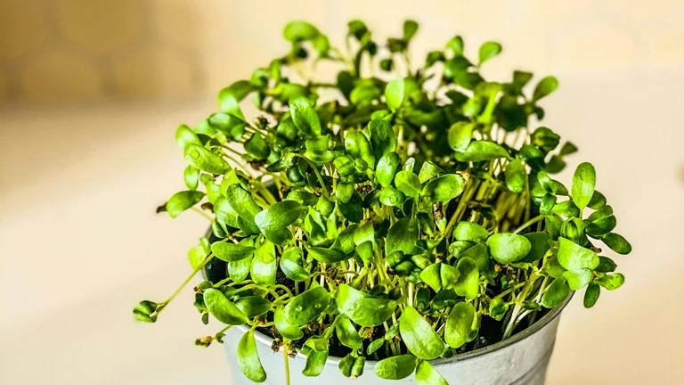 Descubra os Benefícios Nutricionais dos Microgreens
