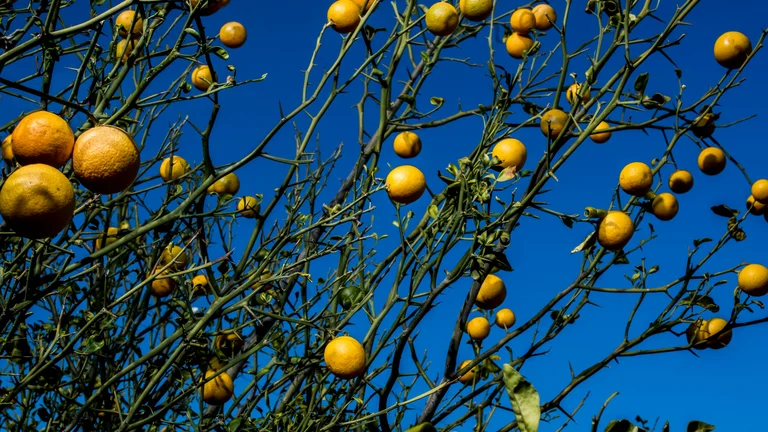 Agricultura Regenerativa: Revitalizando Ecossistemas