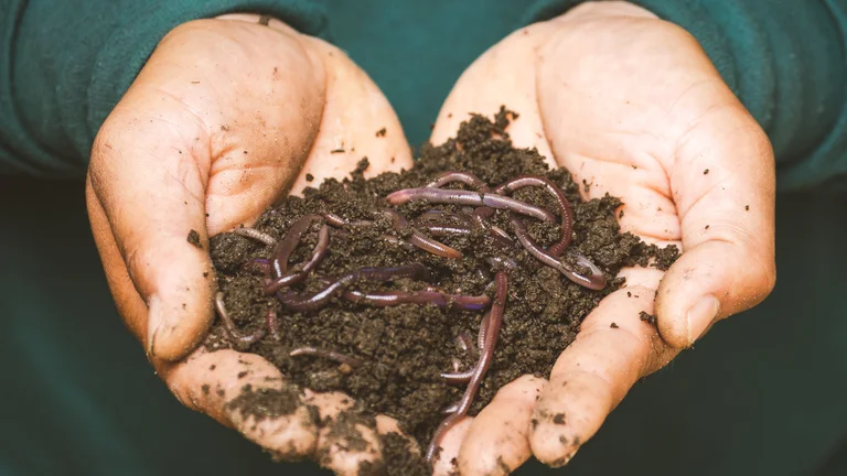 Bioinsumos na Agricultura: Sustentabilidade e Produtividade