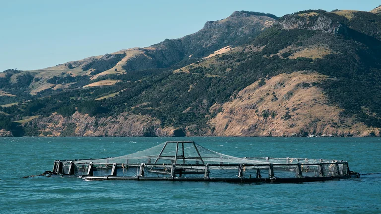 Cadeia da Aquicultura: Cultivo Sustentável de Organismos