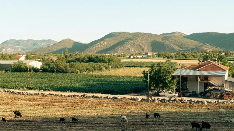 Seguros Rurais: Proteja sua Agricultura e Pecuária
