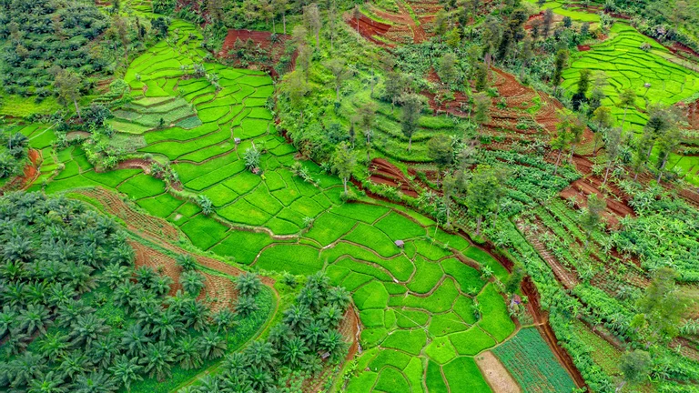 Adubação Verde: Melhore a Fertilidade do Seu Solo