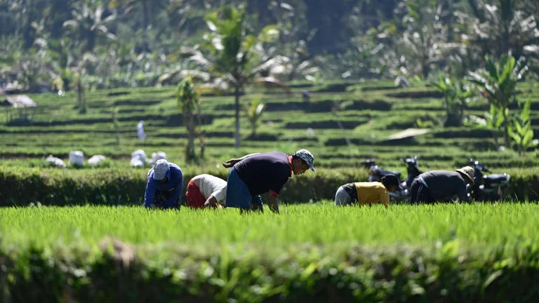 Sustentabilidade na Produção Rural: Desafios e Oportunidades