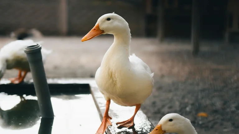 Entenda o Bem-estar Animal e sua Importância