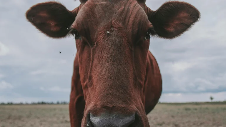 Exportação de Carne Bovina: O Papel do Brasil no Mundo