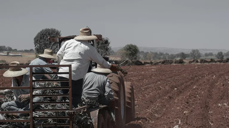 Cultivo de Trigo: Guia Completo do Ciclo de Produção