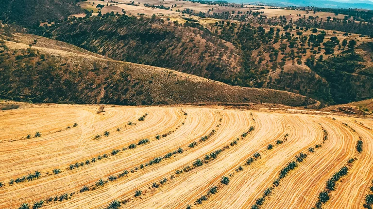 Impactos das Mudanças Climáticas na Agricultura