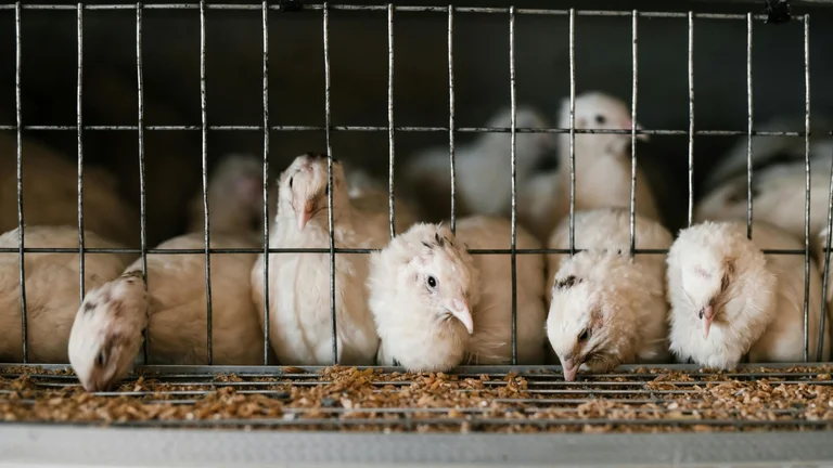 Nutrição Animal: Fundamental para Saúde e Crescimento