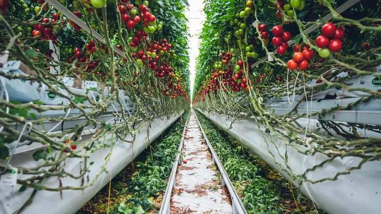 Solo e Localização Ideais para Plantas Medicinais Saudáveis
