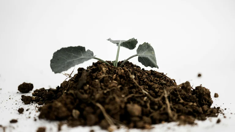 O Futuro da Alimentação com Proteínas Alternativas