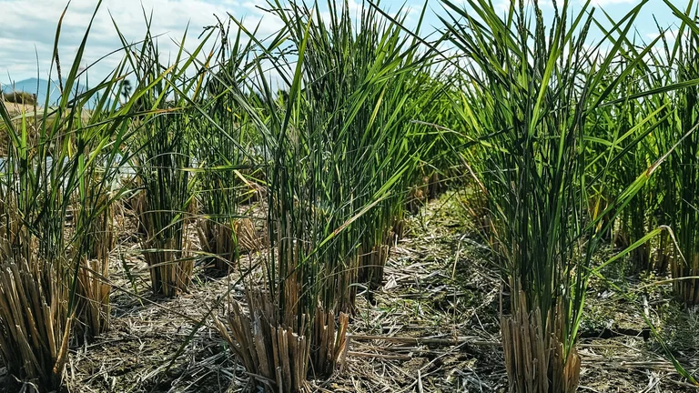 Cadeia da Cana-de-Açúcar: Cultivo e Processos