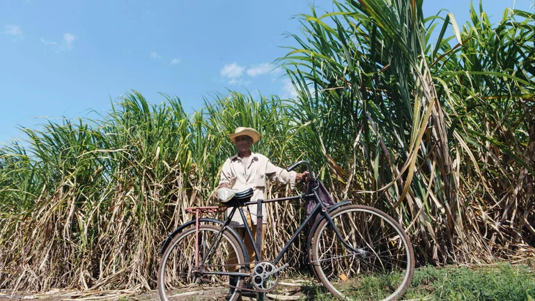 Cultivo de Cana-de-Açúcar: Guia Completo e Práticas Eficazes
